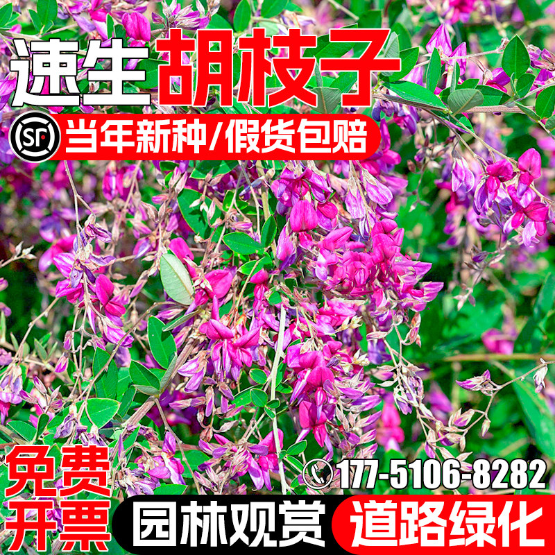 胡枝子种籽灌木草籽护坡绿化种子