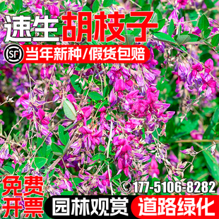 胡枝子种子速生护坡固土灌木草籽四季常青工程绿化园林观赏草种籽