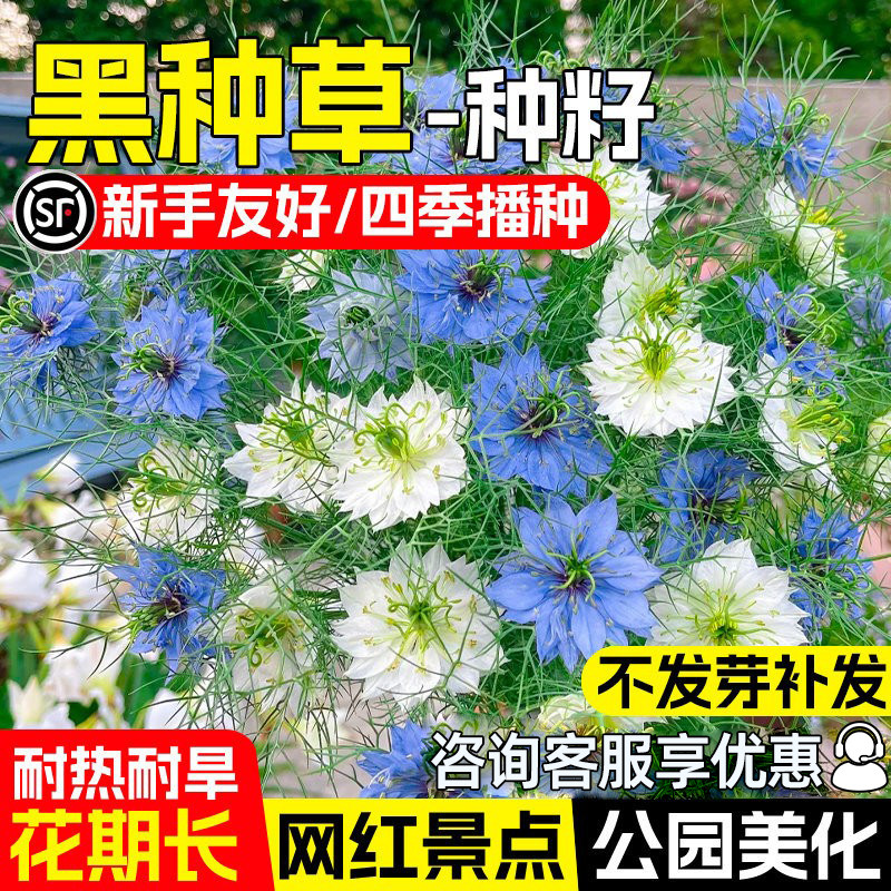 黑种草种子波斯宝石四季阳台盆栽