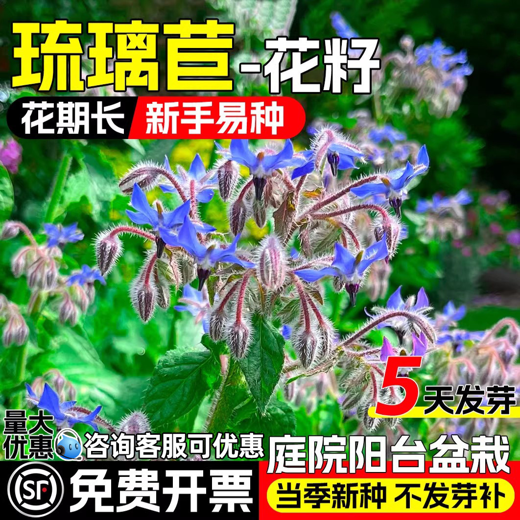 琉璃苣花种籽紫花星星草籽花卉籽