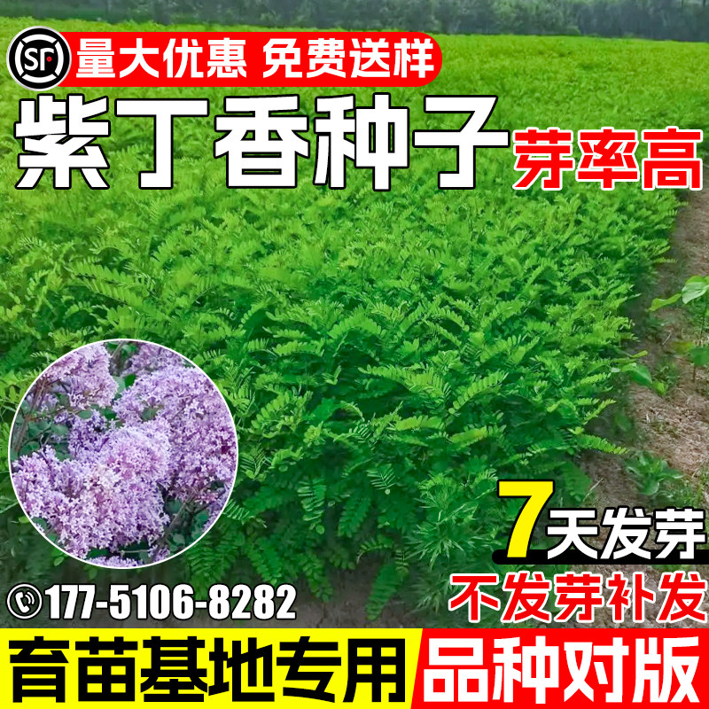 紫丁香种子基地育苗嫁接丁香树道路绿化观赏花海丁香花乔木树种籽