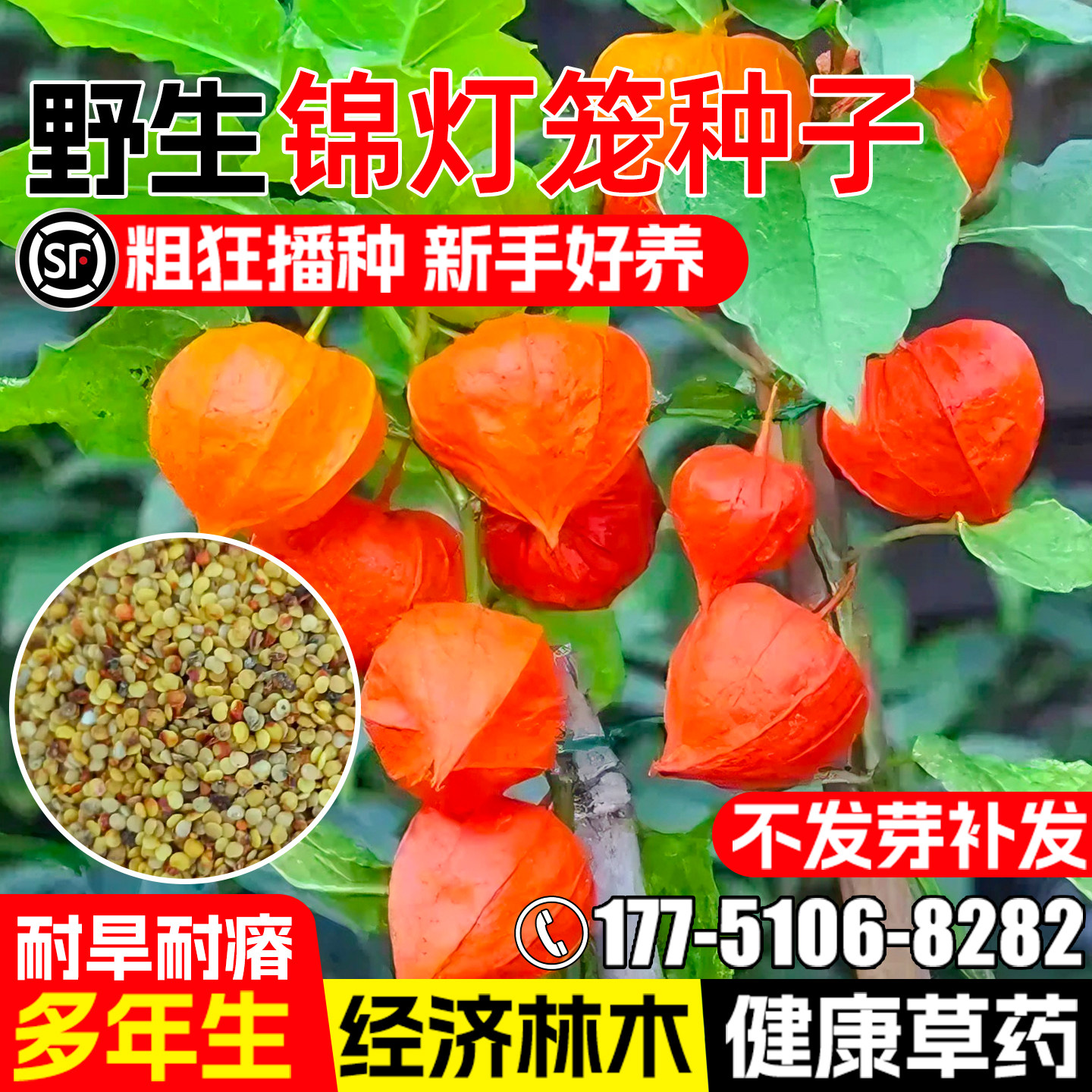 锦灯笼种子挂金灯灯笼果药材种子图片