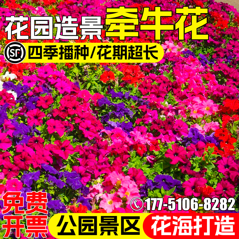 牵牛花种子四季播种爬藤植物花籽