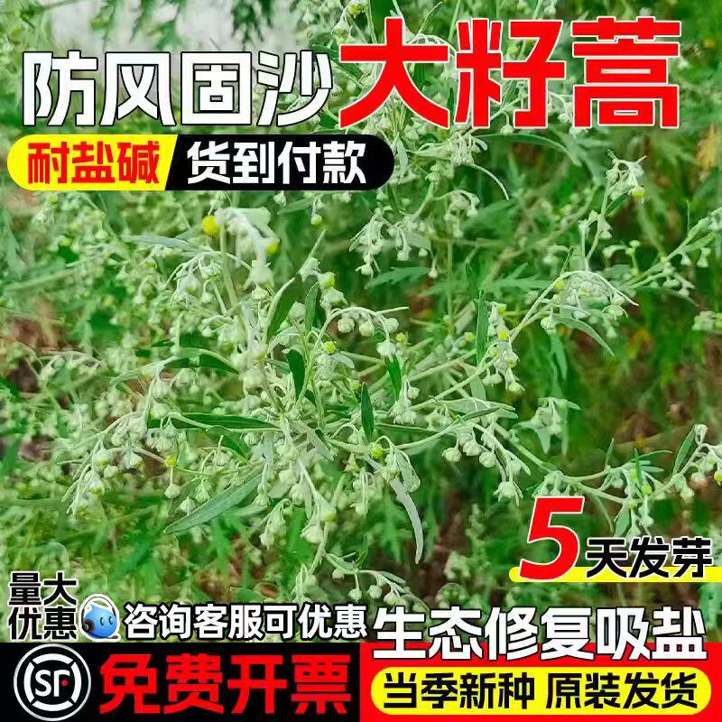 大籽蒿种子耐盐碱防风固沙绿化