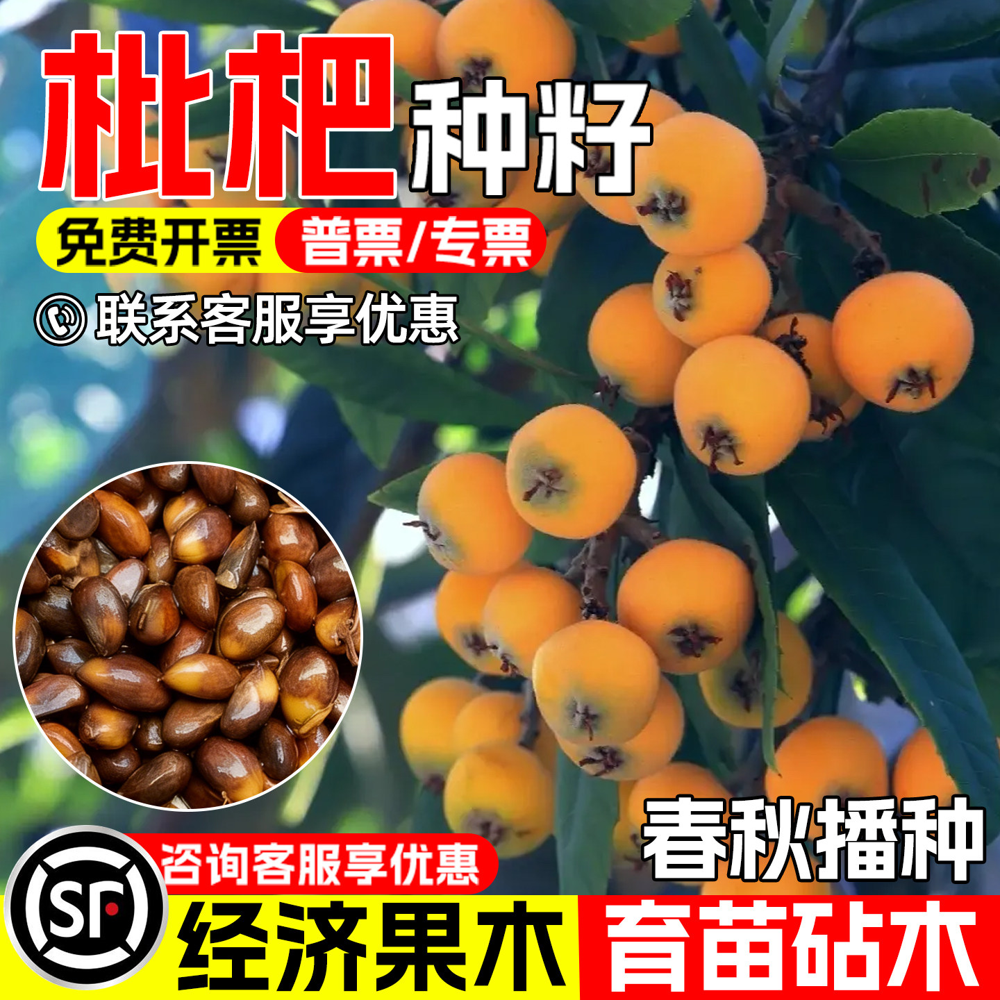 枇杷种子早熟高产大五星枇杷果树
