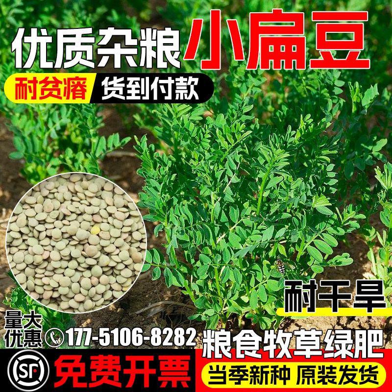小扁豆四季高产五谷杂粮绿肥青饲