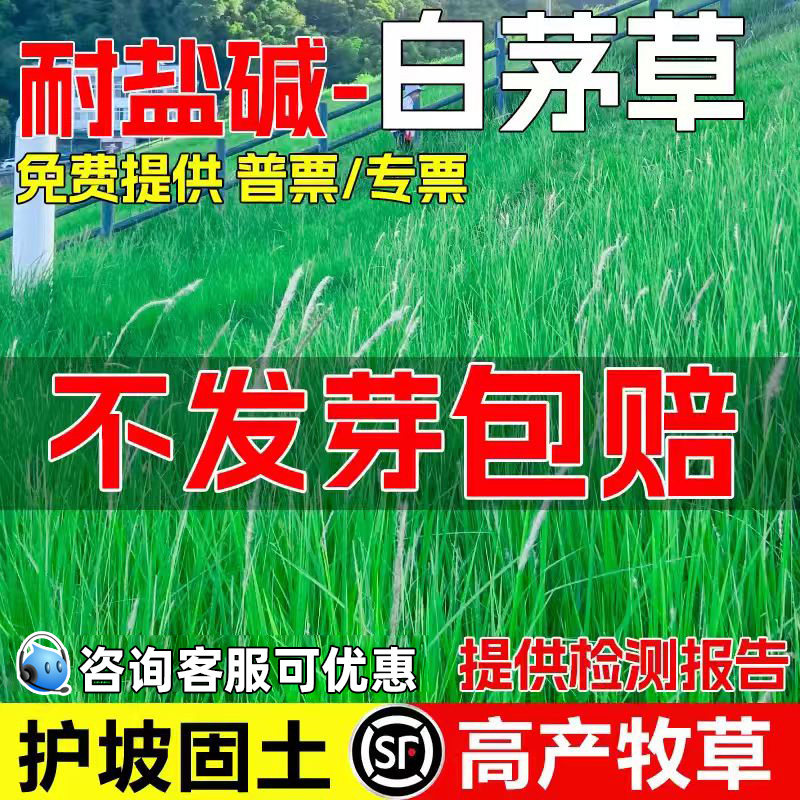 白茅草种子耐盐耐碱护坡固土