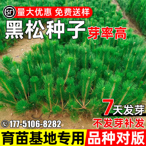 黑松种子四季常绿日本黑松白芽松