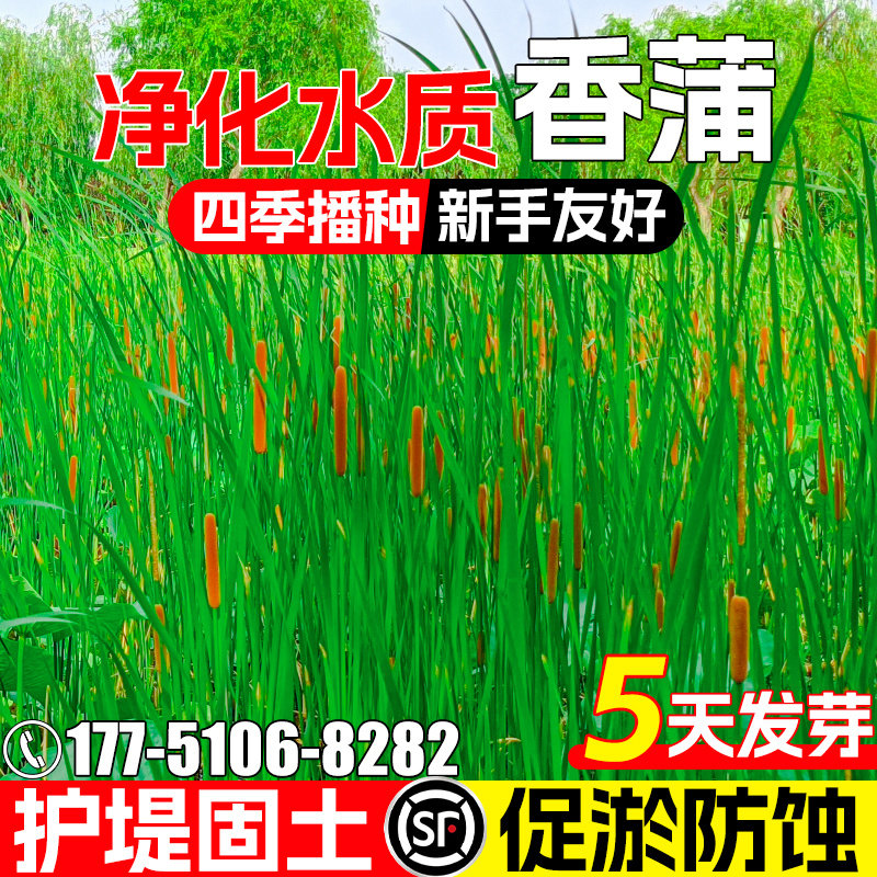 香蒲种子多年生宿根水生植物草籽净化水质荷塘绿化观赏水蜡烛种籽