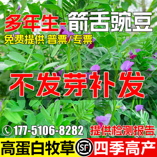 箭舌野豌豆种子毛苕子牧草果园绿肥草籽四季高产光叶紫花苕草种籽