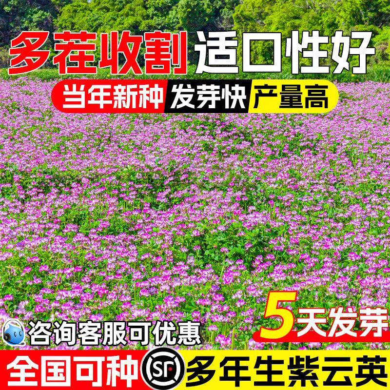 紫云英种籽果园绿肥草籽牧草种子