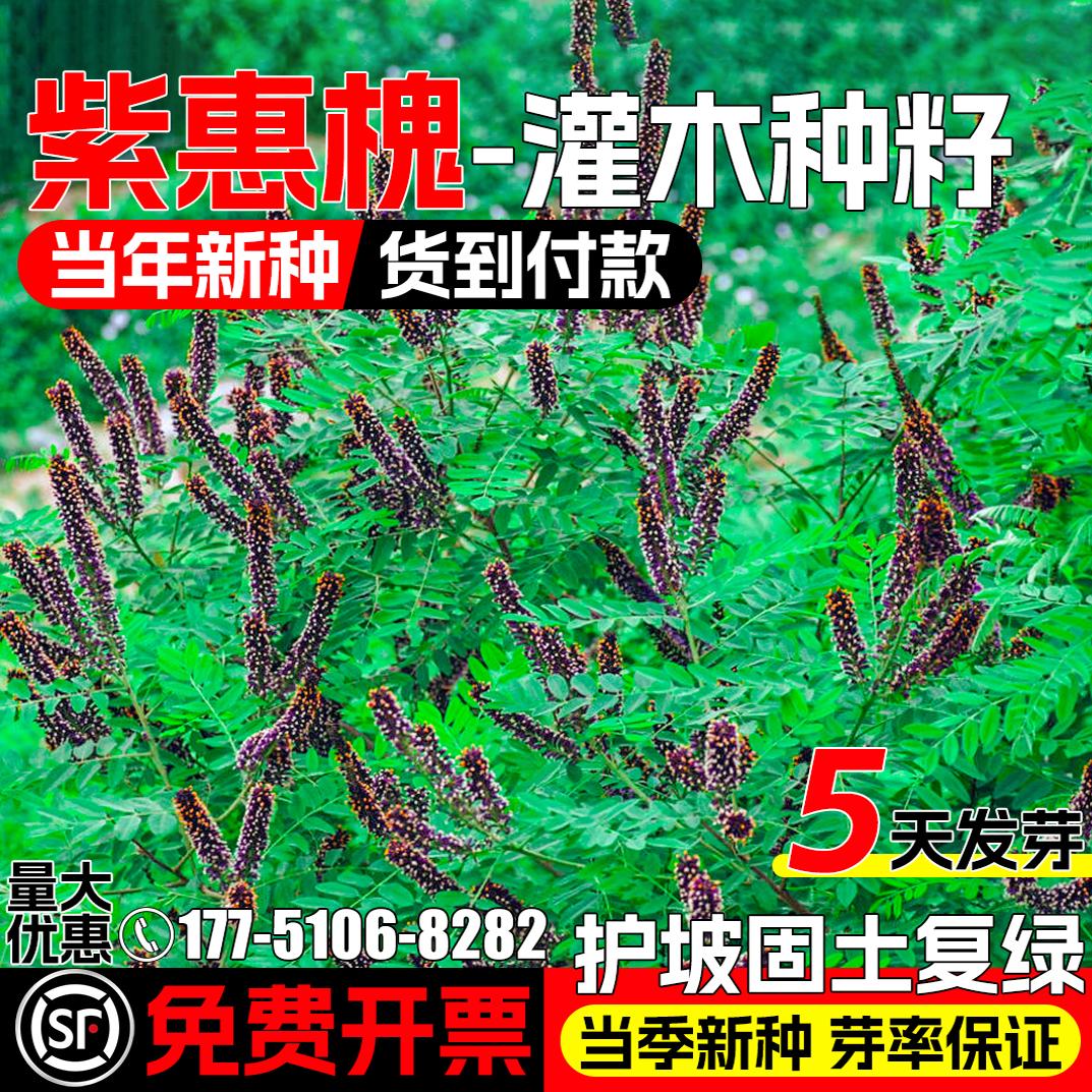 紫穗槐种子四季常青护坡固土多年生灌木种籽绿化工程边坡公路草籽