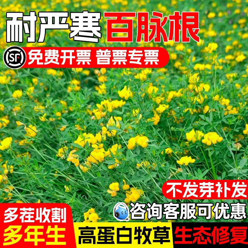 百脉根种籽高蛋白多年生生态修复