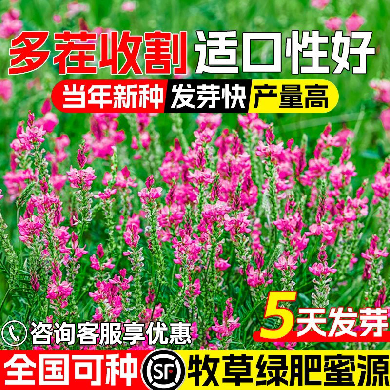 红豆草种子果园绿肥牧草种籽高产