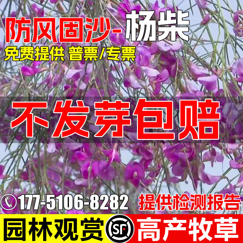杨柴种子羊柴籽防风固沙沙漠种籽