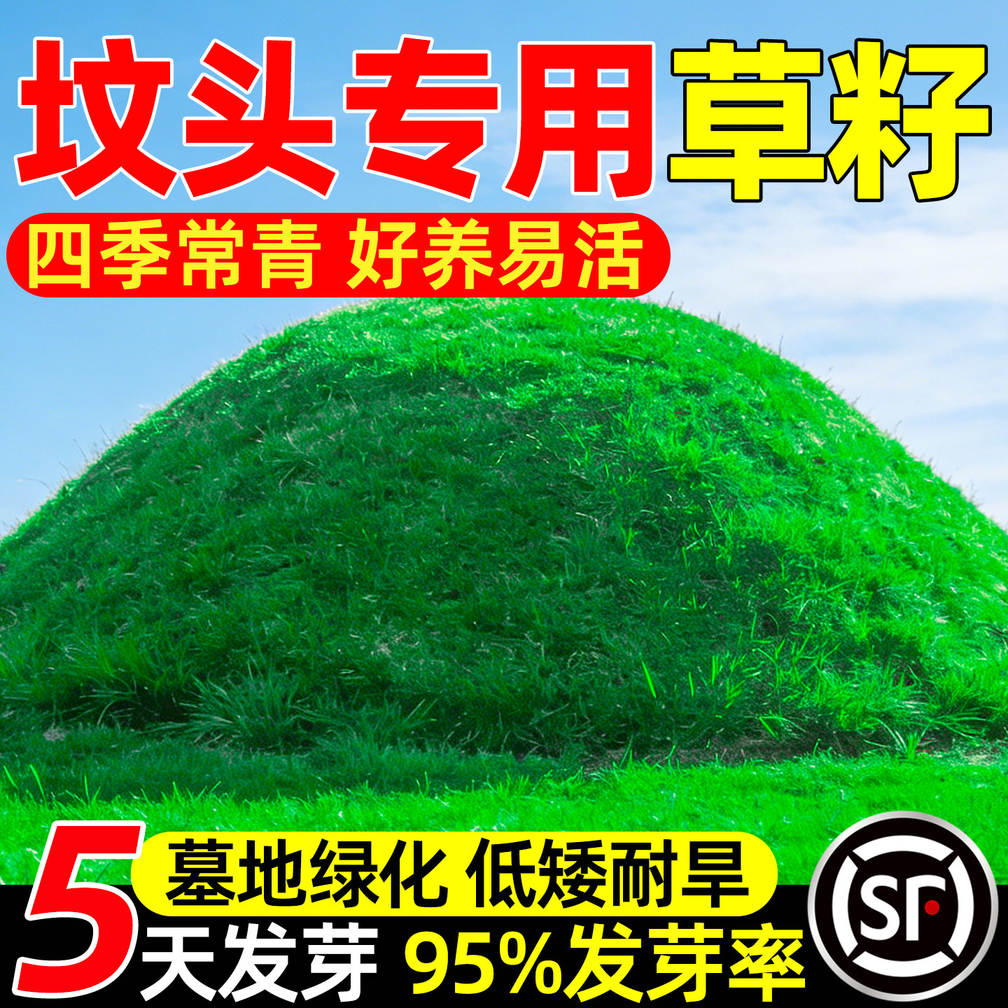 坟头坟地草籽清明扫墓墓地工程绿化野花组合四季常青多年生草种子