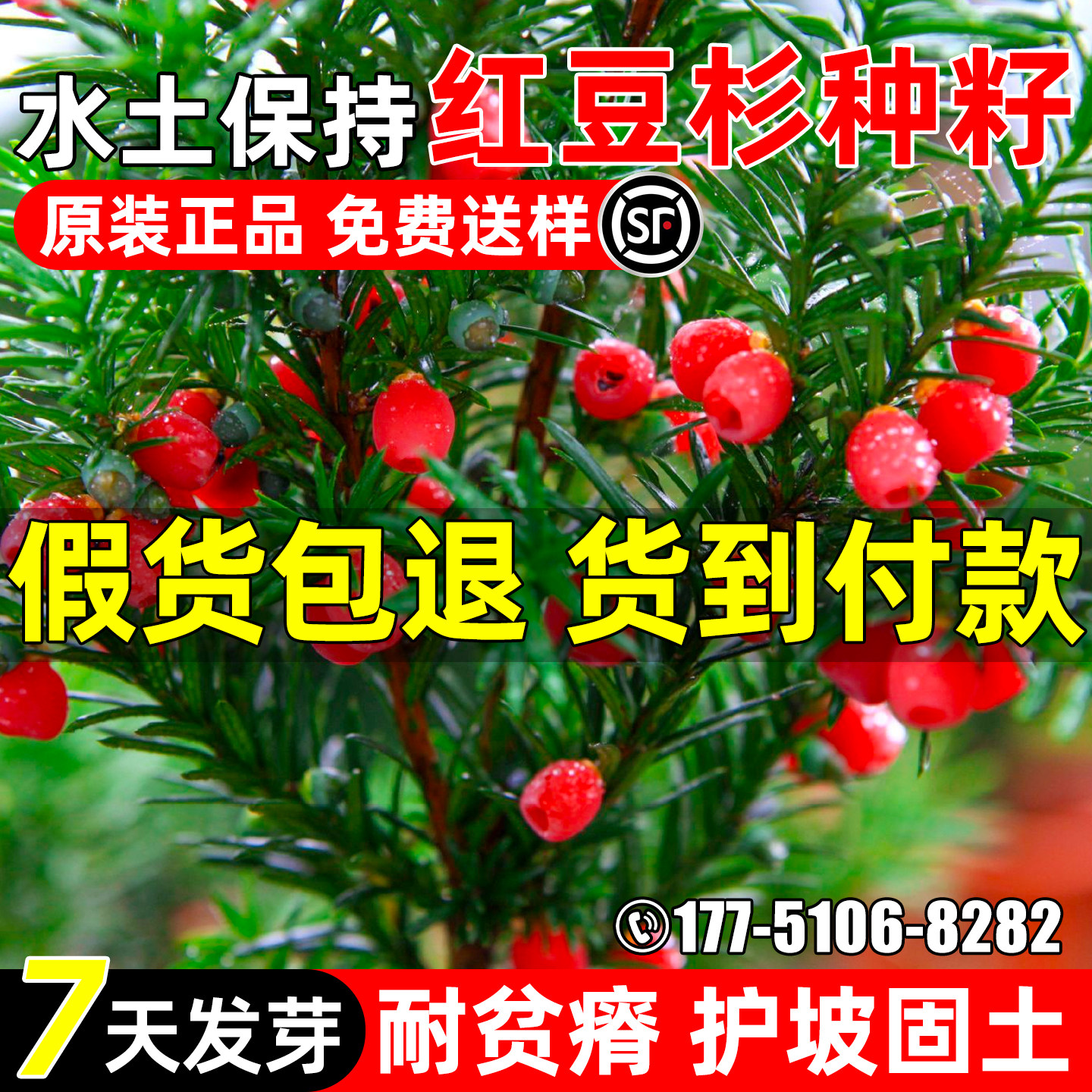 红豆杉种子园林绿化观赏行道树