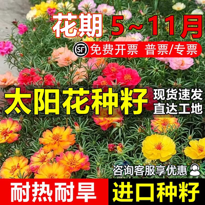 太阳花花籽四季播种庭院花卉种籽