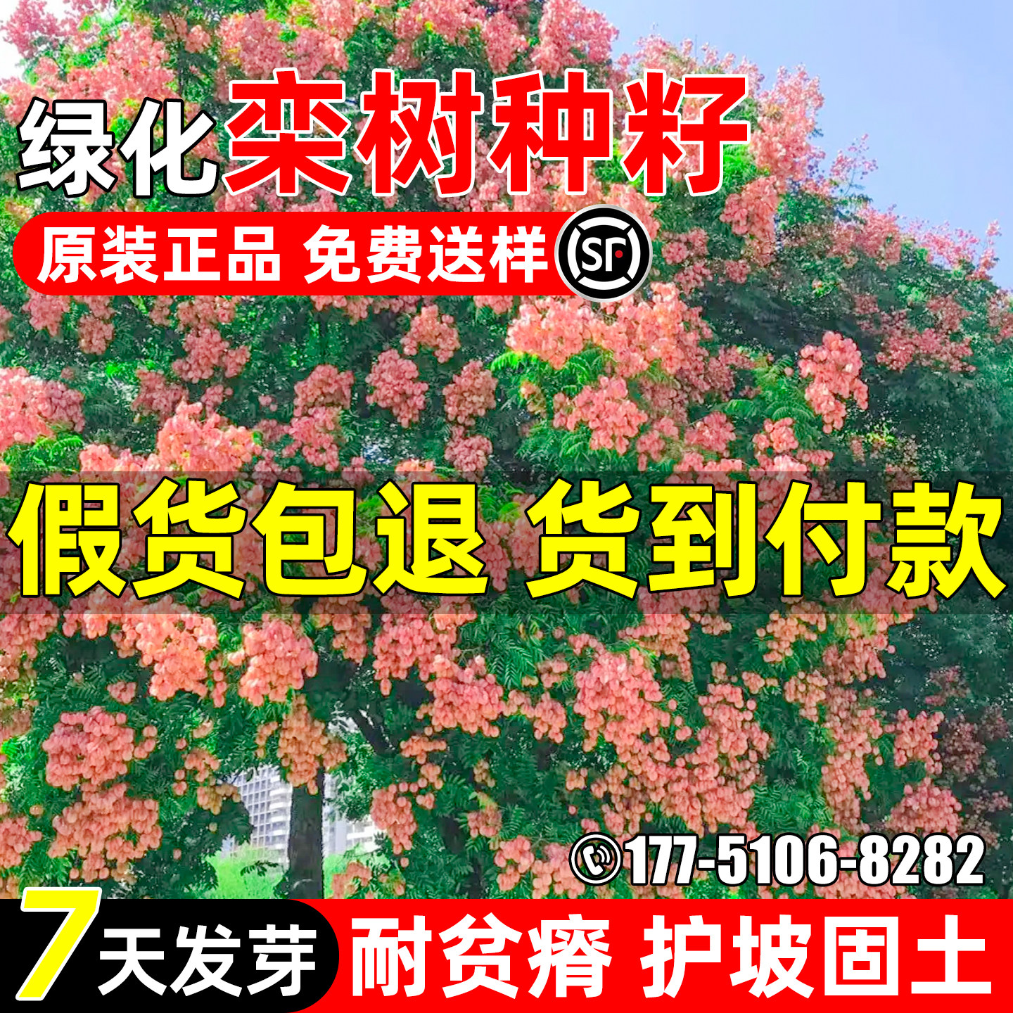 栾树种子工程绿化园林景观观赏