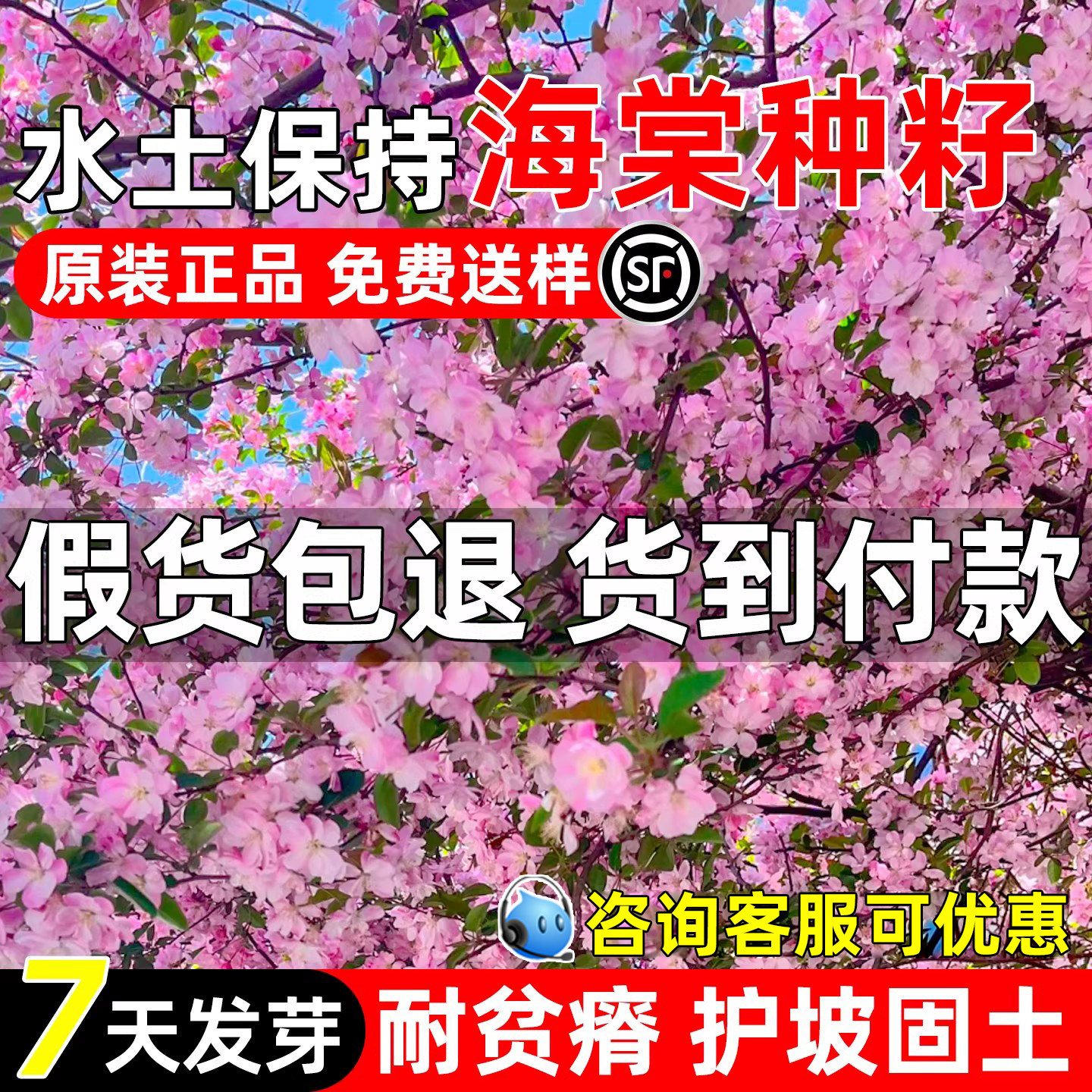 海棠花种子嫁接苹果树砧木西府海棠护坡固土园林绿化景观海棠种籽