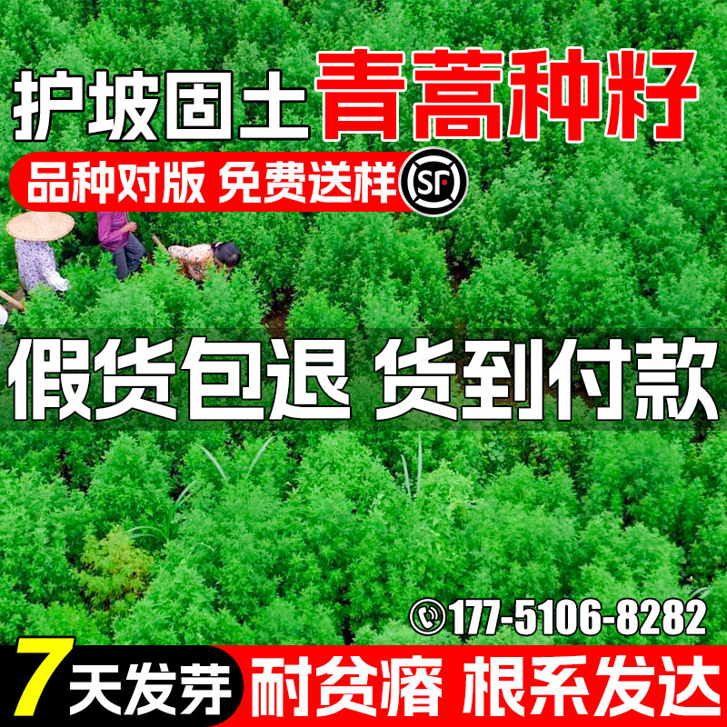 青蒿种子护坡固土绿化耐旱耐贫瘠