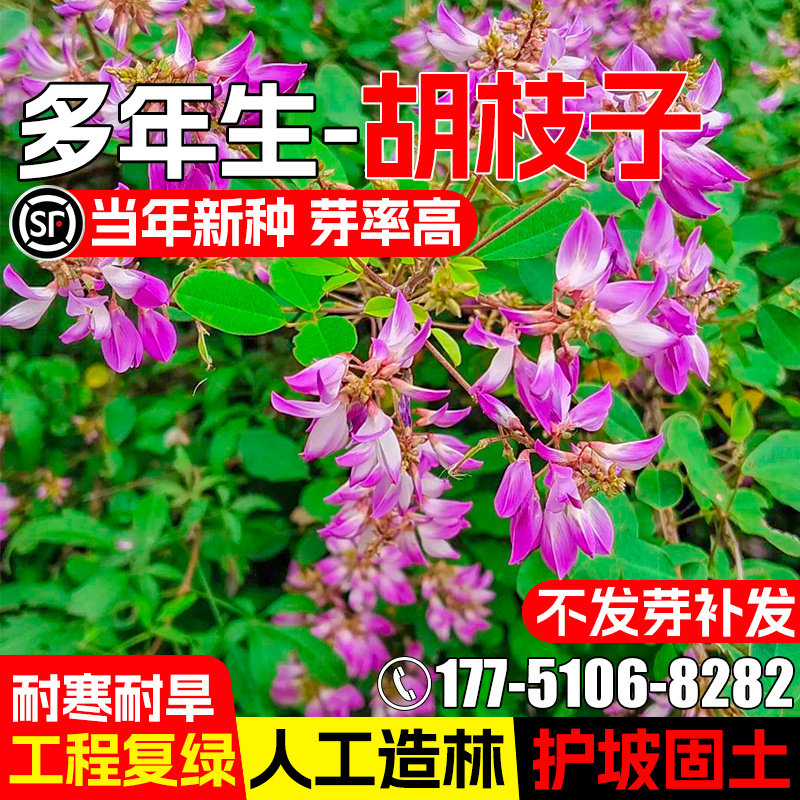 胡枝子种子多年生护坡固土灌木草籽道路边坡工程绿化耐寒耐旱种籽