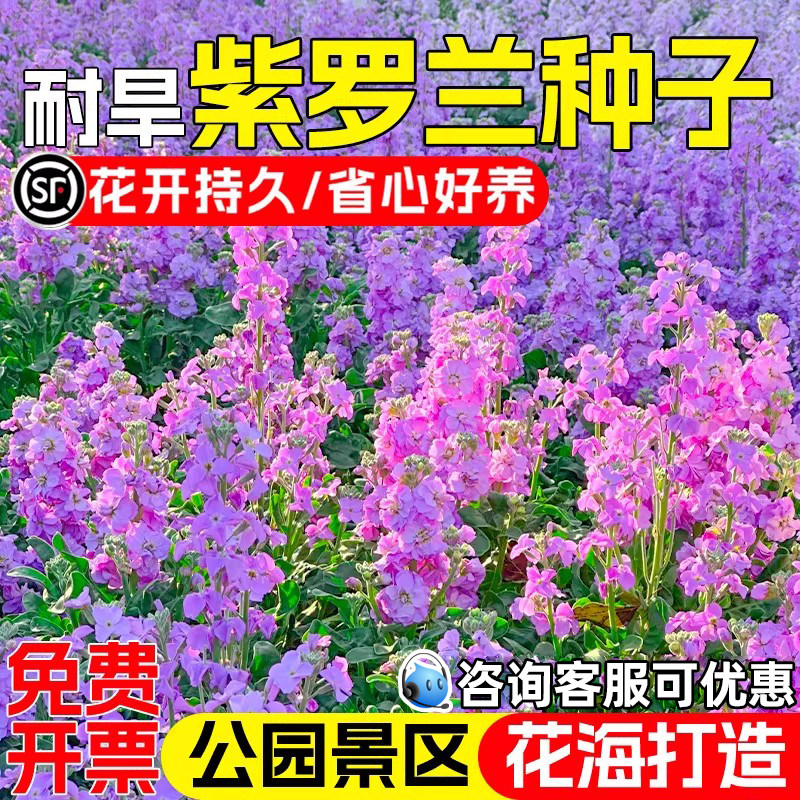 紫罗兰花种子四桃克草桂花种籽