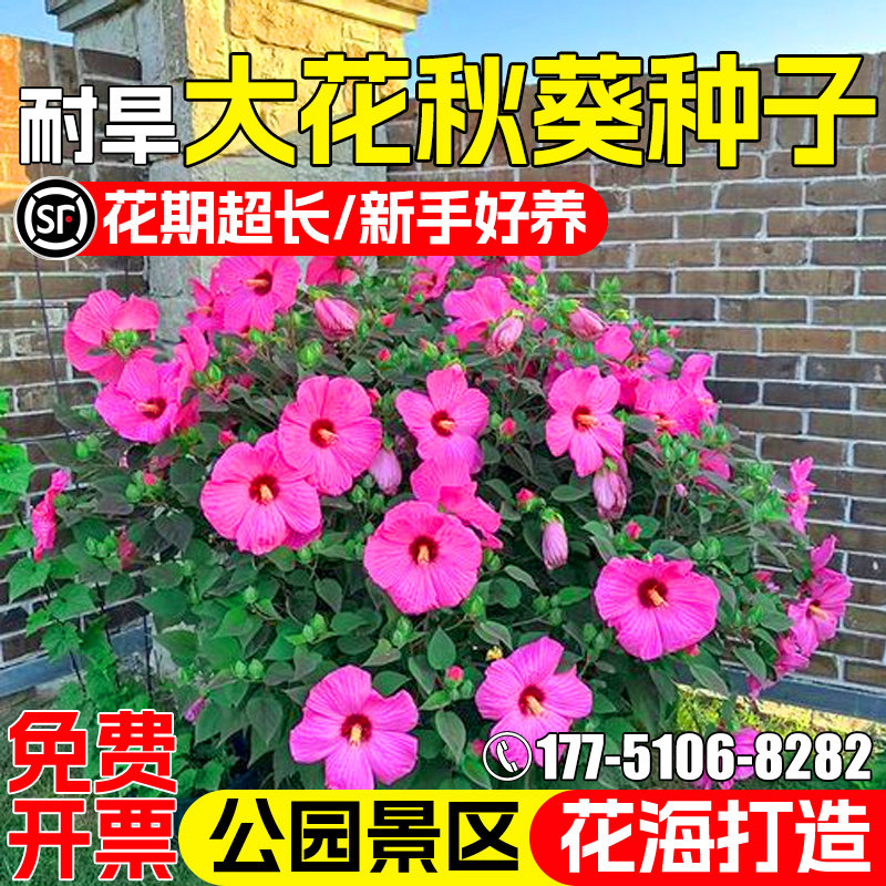 大花秋葵花种子公园景区花海美化