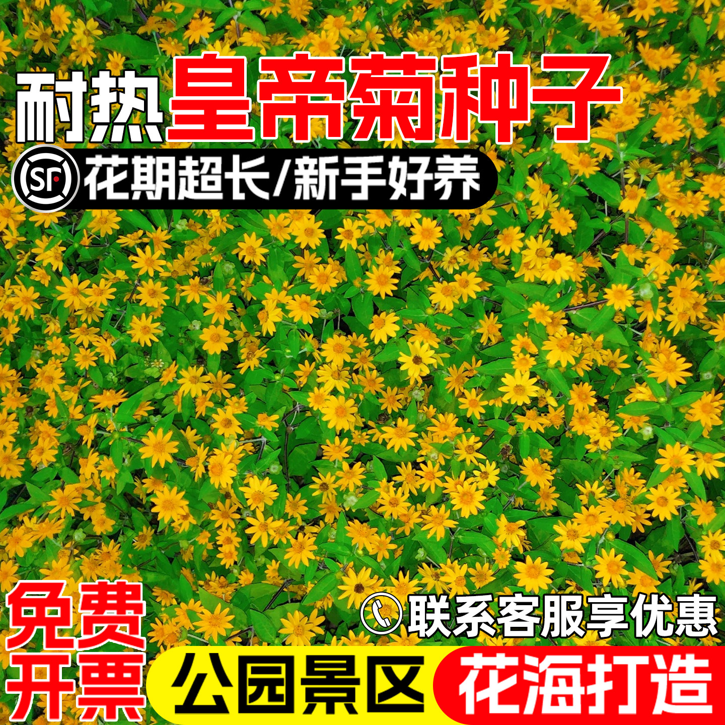 皇帝菊花籽公园景区花海景观美化