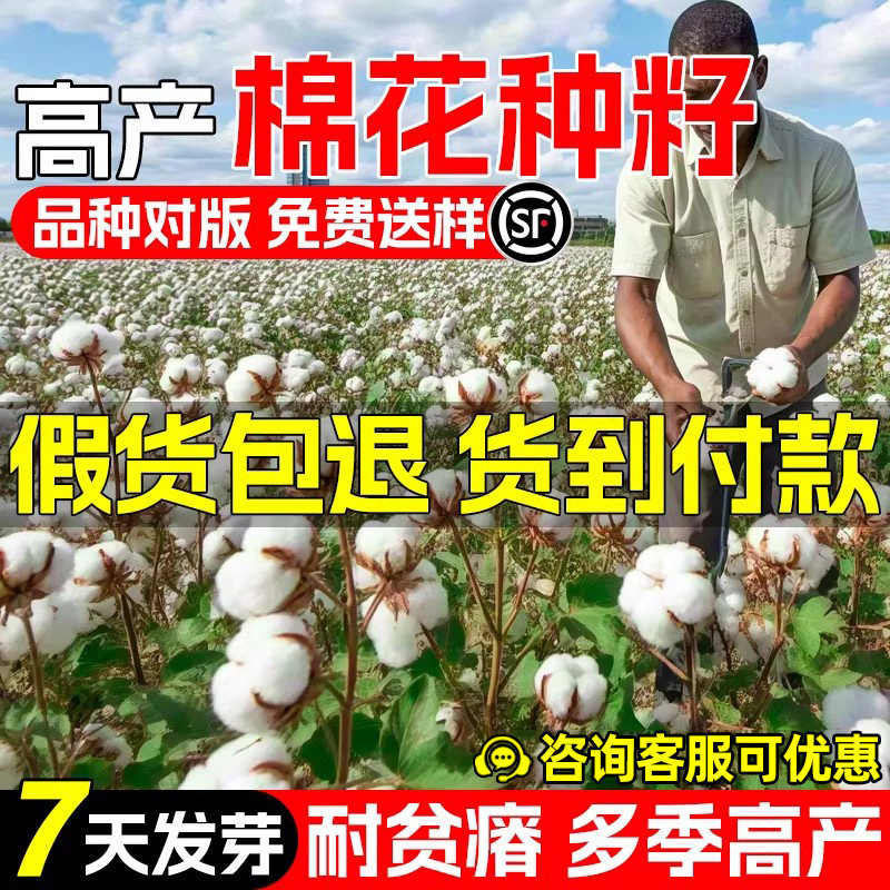 棉花种子四季高产抗虫抗病新疆棉