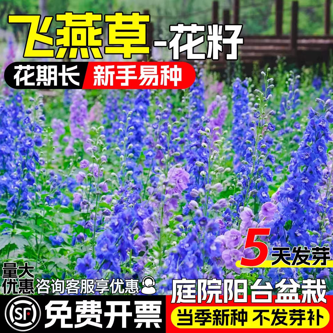 大花飞燕草庭院花种籽子四季播种