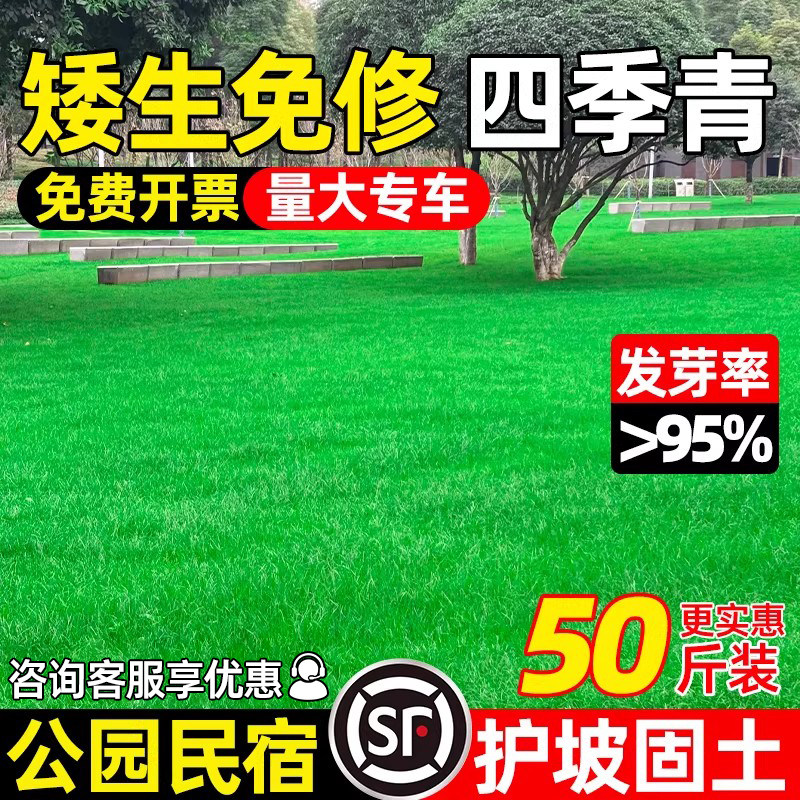 草坪草籽耐寒耐旱矮生地毯草种籽护坡固土狗牙根高羊茅黑麦草种子