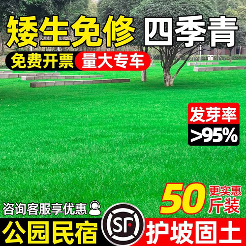草坪草籽四季常青矮生庭院地毯草