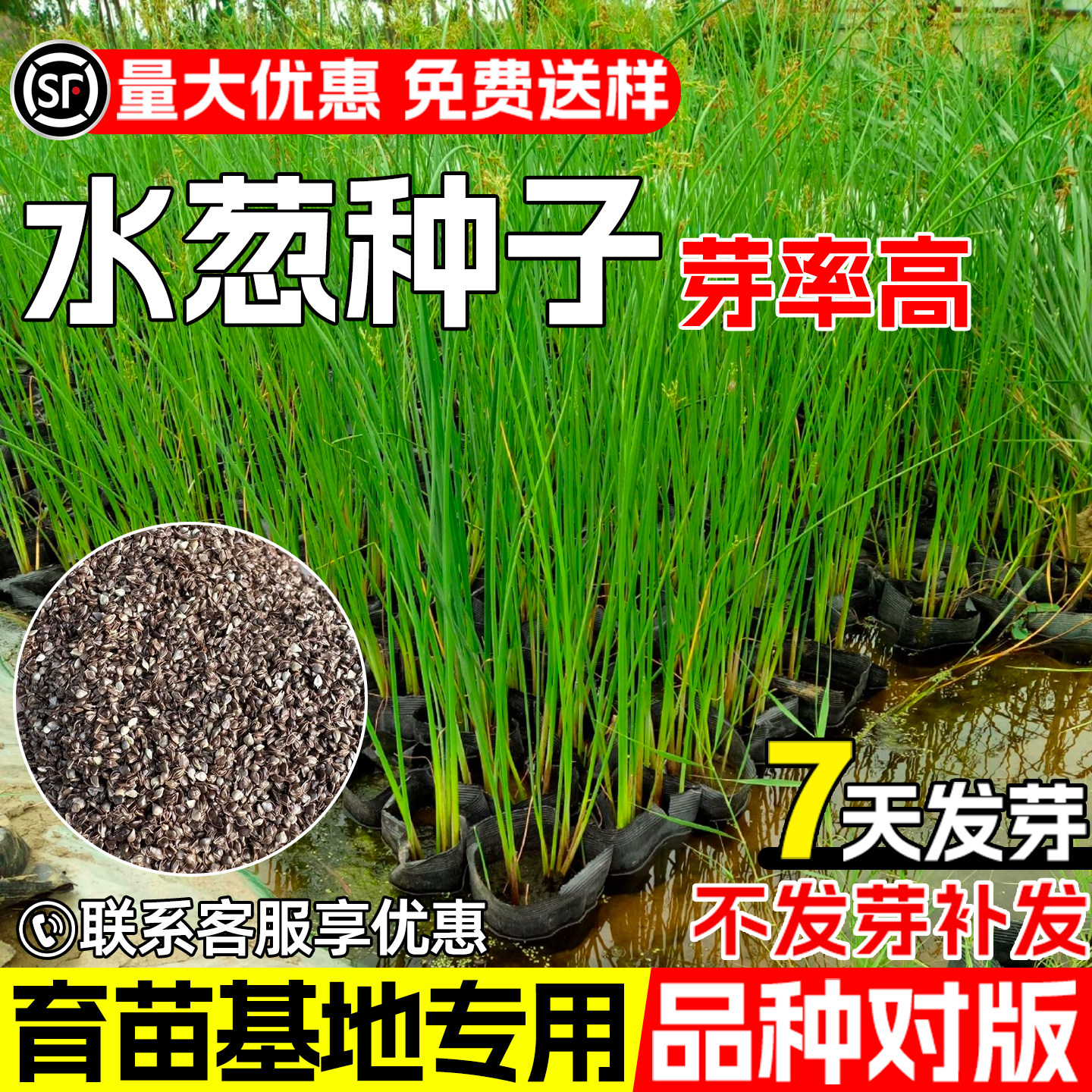 水葱种子水生公园景区池塘绿化