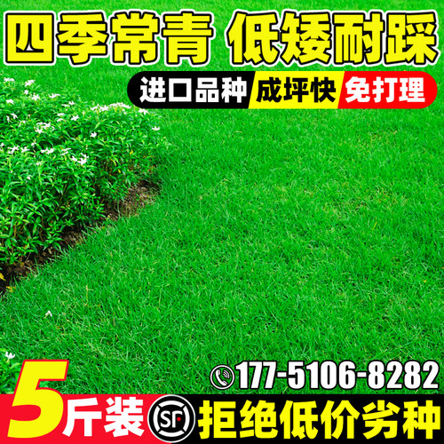 草坪草籽四季常青矮生地毯草种子