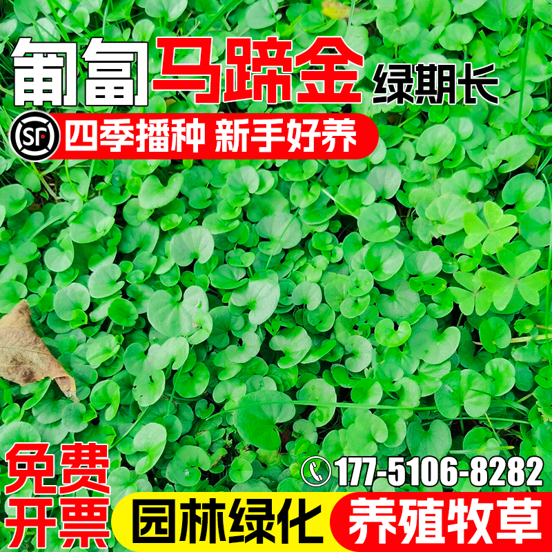 马蹄金种子四季青铜钱草小金钱草