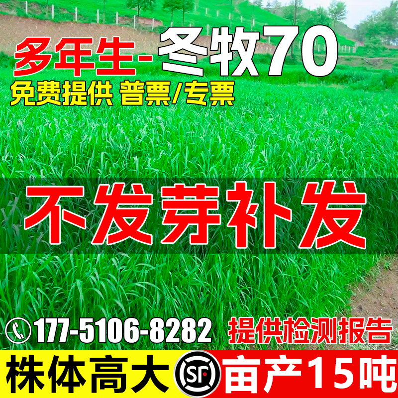 冬牧70黑麦草种籽四季多年生高产牧草种子高蛋白畜牧养殖耐寒草籽