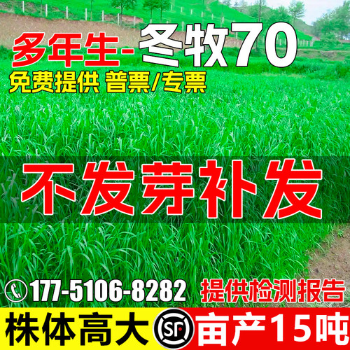 冬牧70黑麦草籽四季高产牧草种籽
