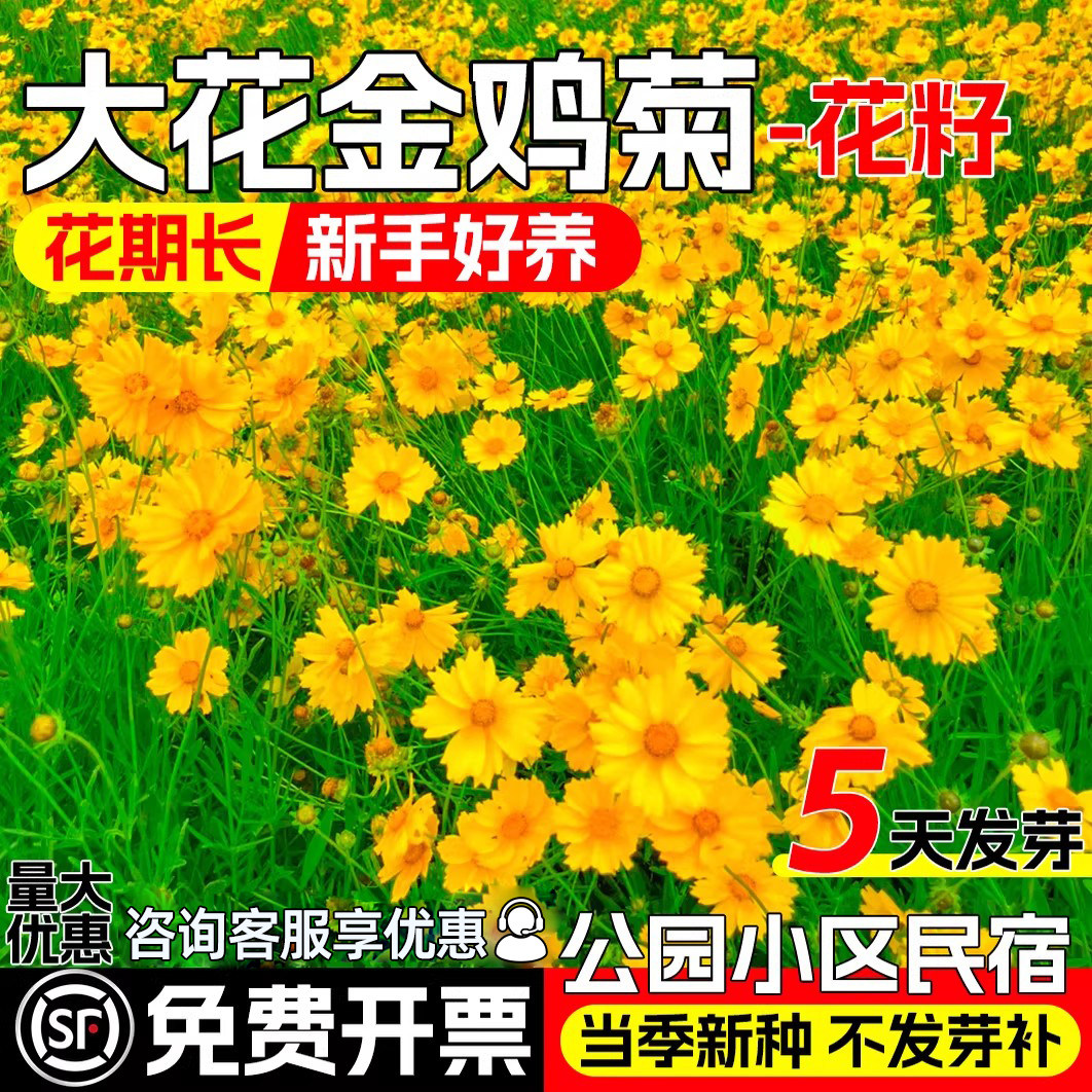 大花金鸡菊四季播种庭院别墅花籽
