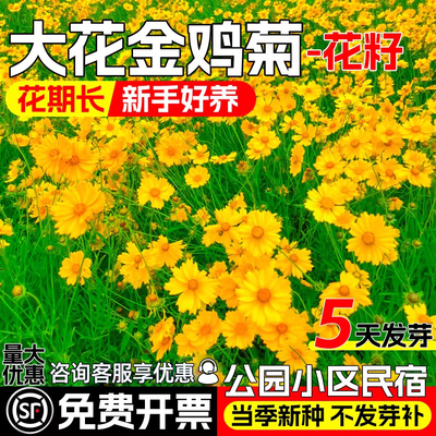 大花金鸡菊四季播种庭院别墅花籽