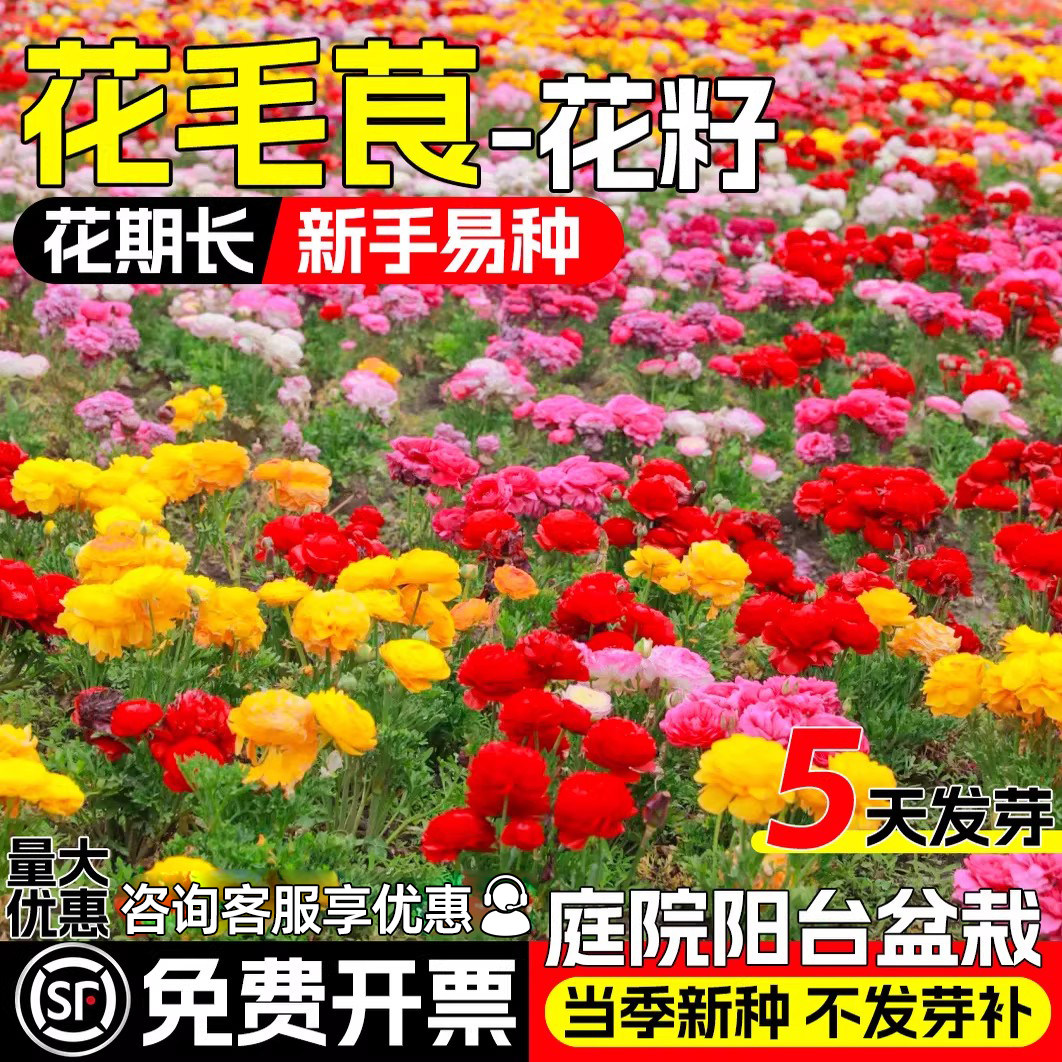 洋牡丹花四季种植室内室外蝴蝶花毛茛种球种子籽花卉盆栽种根花苗