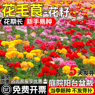 洋牡丹花四季种植室内室外蝴蝶花毛茛种球种子籽花卉盆栽种根花苗