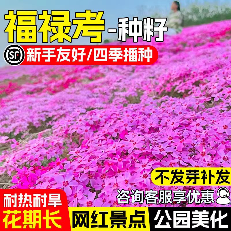 低矮福禄考花种籽子四季播种花籽