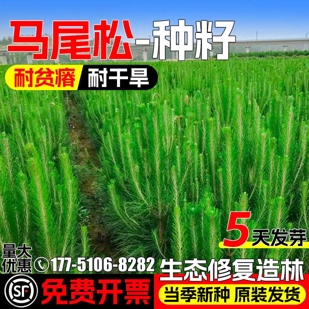马尾松种子生态修复绿化造林灌木