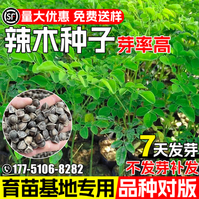辣木种子行道树绿化观赏鼓槌树