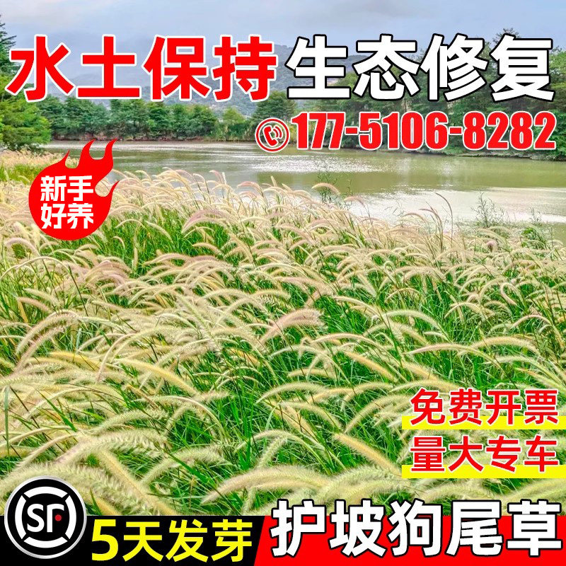 狼尾草草籽耐寒耐旱生态修复种子
