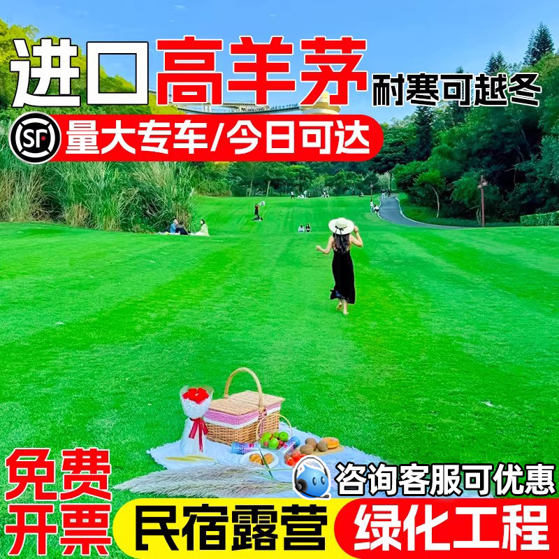 进口高羊茅草籽四季常青民宿露营绿化工程草坪种子耐践踏草皮种籽