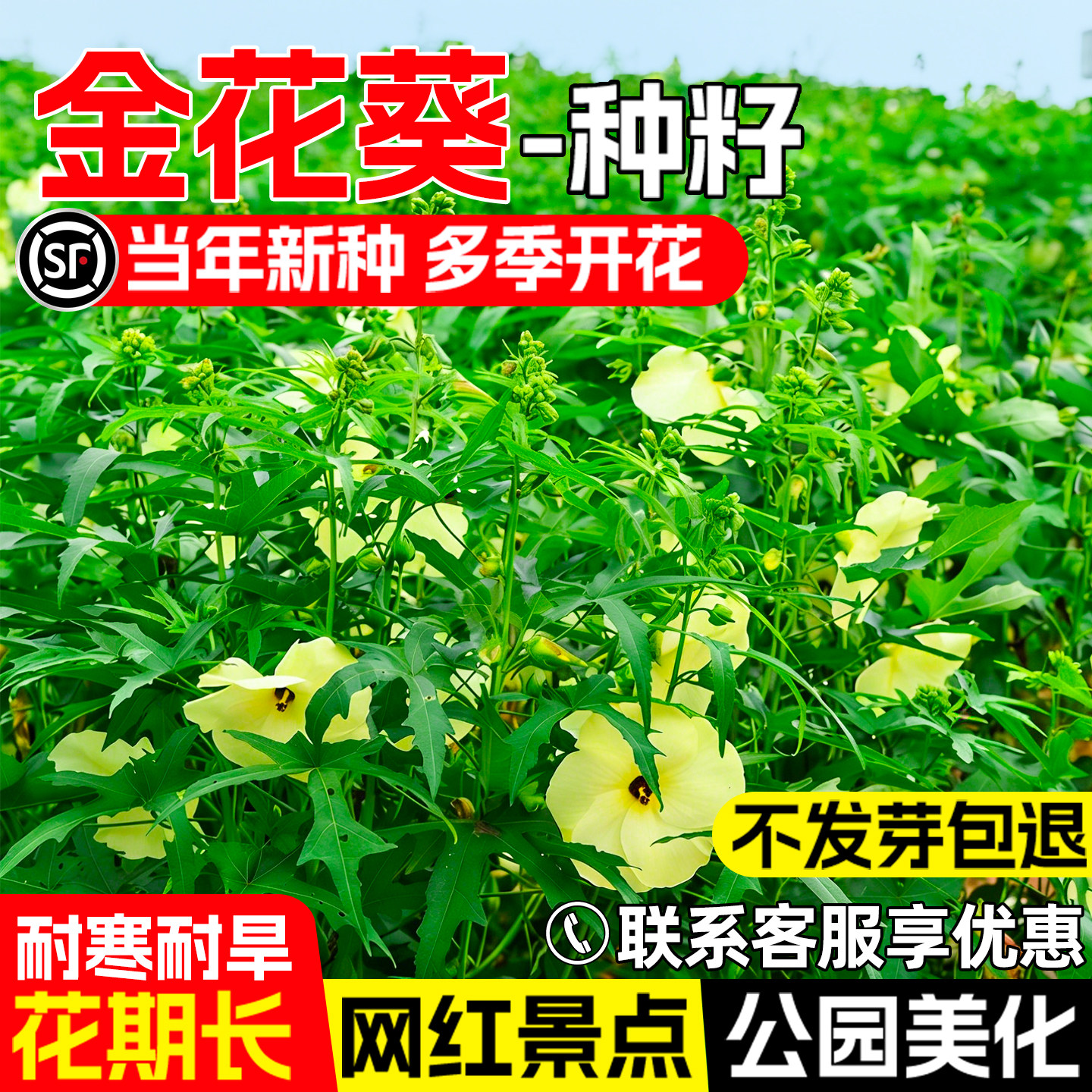 金花葵花籽公园景区花海景观观赏
