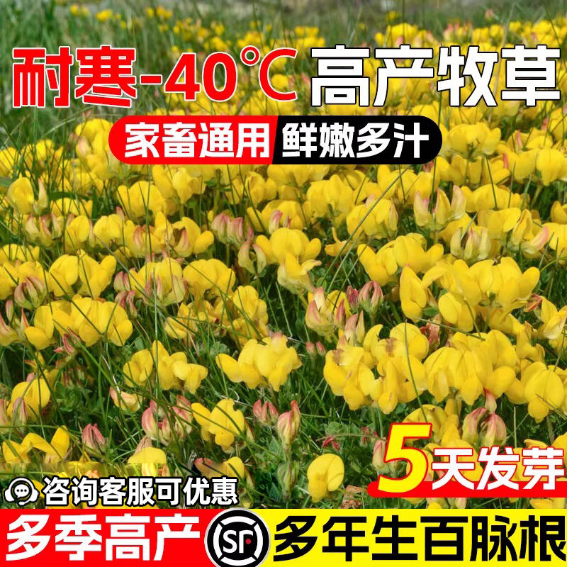 百脉根五叶草籽四季高产畜牧养殖