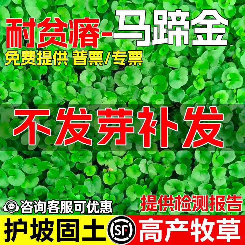 马蹄金护坡固土高产牧草铜钱草籽